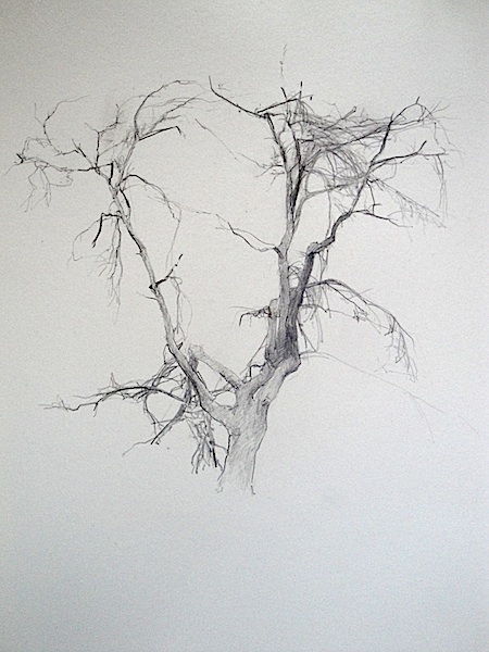 Tree Sketches Drawing