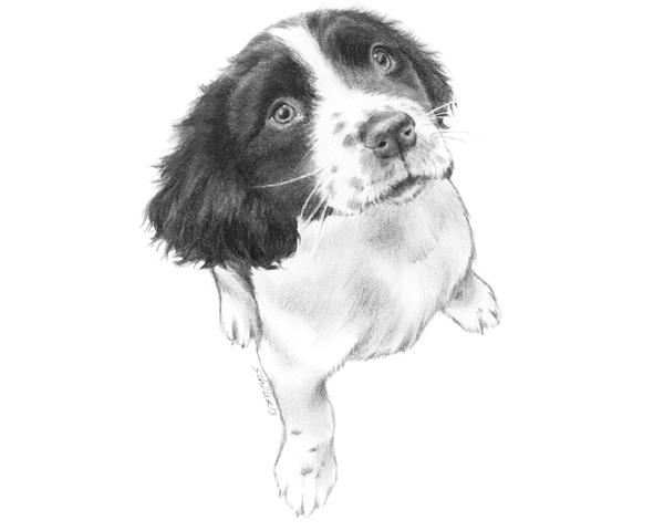 Tips For Drawing Realistic Pet Portraits